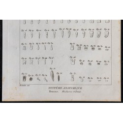 1825 - Crâne humain et dents 