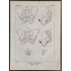 1825 - Bassin humain 