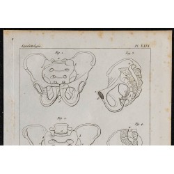 1825 - Bassin humain 
