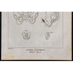 1825 - Bassin humain 