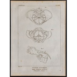 1825 - Dimensions du bassin humain 