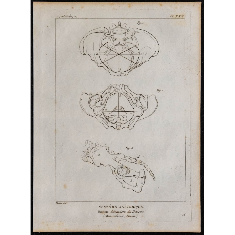 1825 - Dimensions du bassin humain 