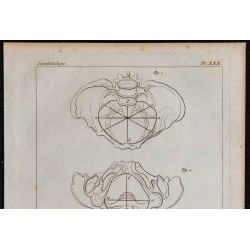 1825 - Dimensions du bassin humain 