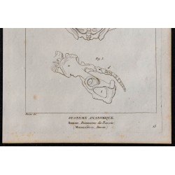 1825 - Dimensions du bassin humain 