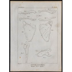 1825 - Os de l'épaule humaine 