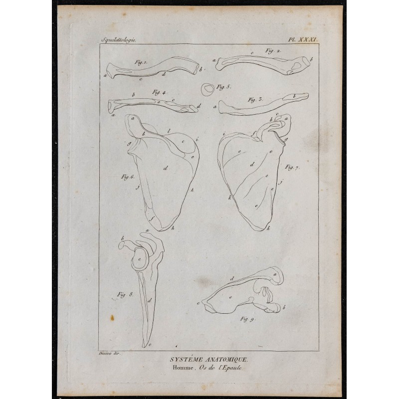 1825 - Os de l'épaule humaine 
