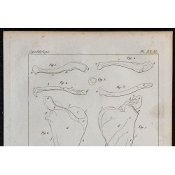 1825 - Os de l'épaule humaine 