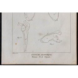 1825 - Os de l'épaule humaine 