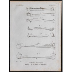 1825 - Os du bras et de l'avant-bras humain 