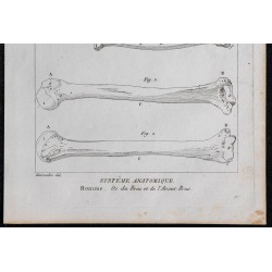 1825 - Os du bras et de l'avant-bras humain 