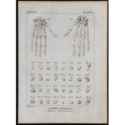 1825 - Os de la main humaine 