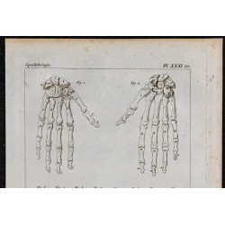1825 - Os de la main humaine 