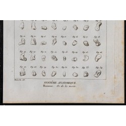 1825 - Os de la main humaine 