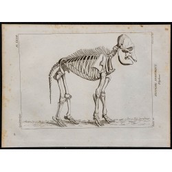 1825 - Squelette d'éléphant 