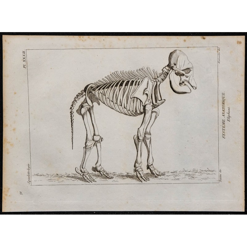 1825 - Squelette d'éléphant 