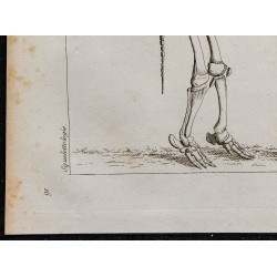 1825 - Squelette d'éléphant 