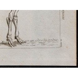 1825 - Squelette d'éléphant 
