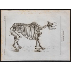 1825 - Squelette de rhinocéros 