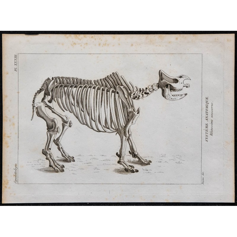 1825 - Squelette de rhinocéros 
