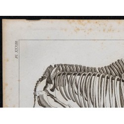 1825 - Squelette de rhinocéros 