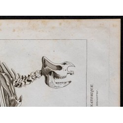 1825 - Squelette de rhinocéros 