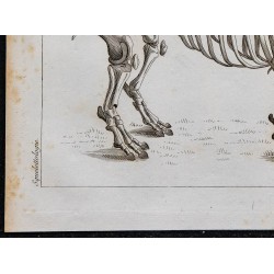 1825 - Squelette de rhinocéros 