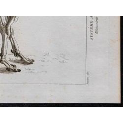 1825 - Squelette de rhinocéros 