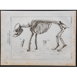 1825 - Squelette du tapir 