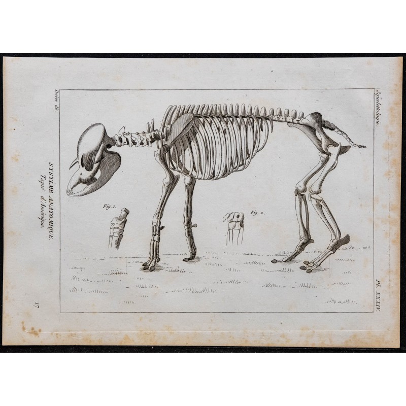 1825 - Squelette du tapir 