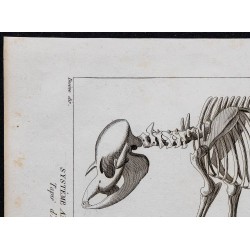 1825 - Squelette du tapir 