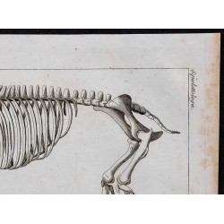 1825 - Squelette du tapir 