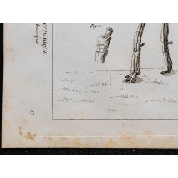 1825 - Squelette du tapir 