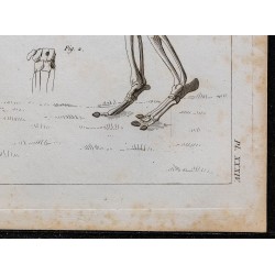 1825 - Squelette du tapir 