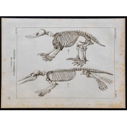 1825 - Squelette de phoque 