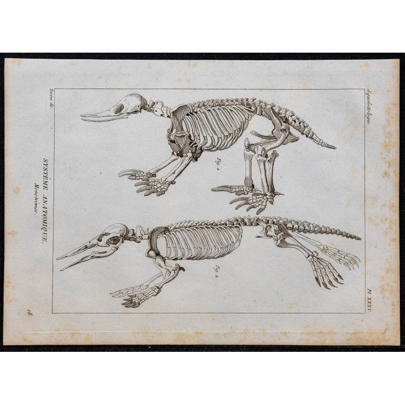 1825 - Squelette de phoque 