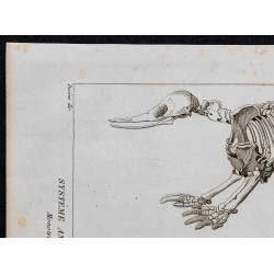 1825 - Squelette de phoque 