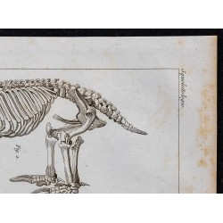 1825 - Squelette de phoque 