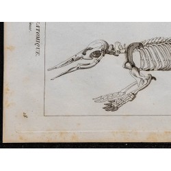 1825 - Squelette de phoque 