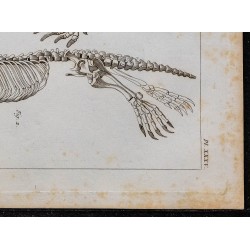 1825 - Squelette de phoque 