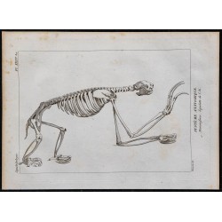 1825 - Squelette d'un ai (Paresseux) 