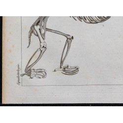 1825 - Squelette d'un ai (Paresseux) 