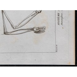 1825 - Squelette d'un ai (Paresseux) 