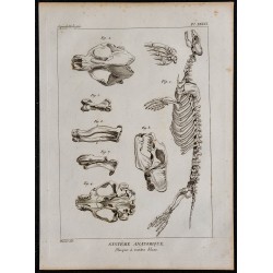 1825 - Squelette de phoque 