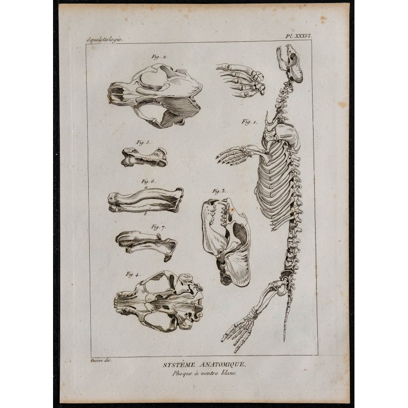 1825 - Squelette de phoque 