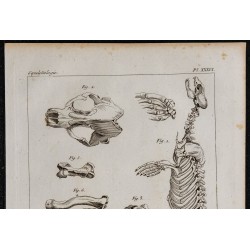 1825 - Squelette de phoque 