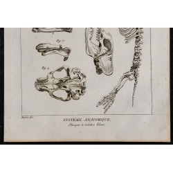 1825 - Squelette de phoque 