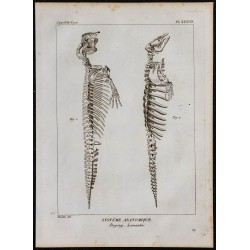 1825 - Squelette de dugong et lamantin 