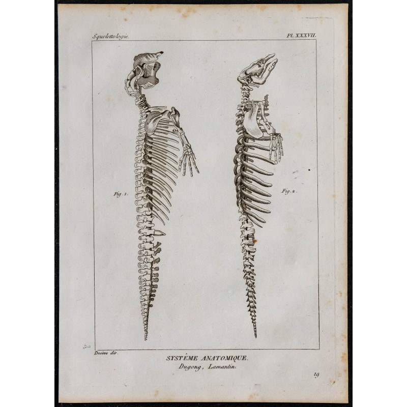 1825 - Squelette de dugong et lamantin 