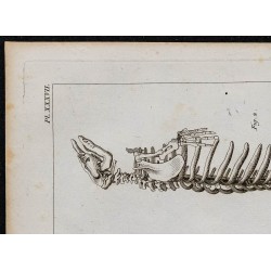 1825 - Squelette de dugong et lamantin 