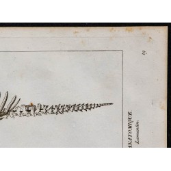 1825 - Squelette de dugong et lamantin 